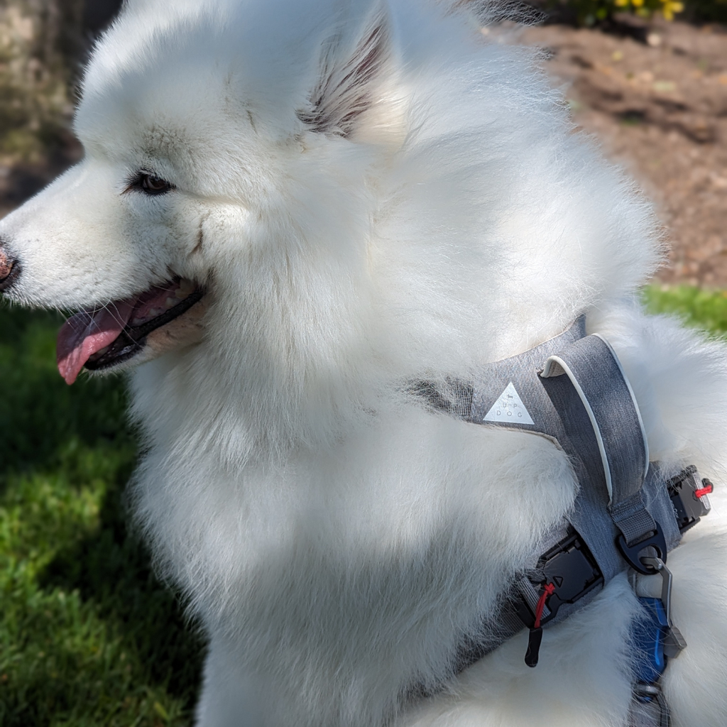 Magnetic No-Pull Dog Harness