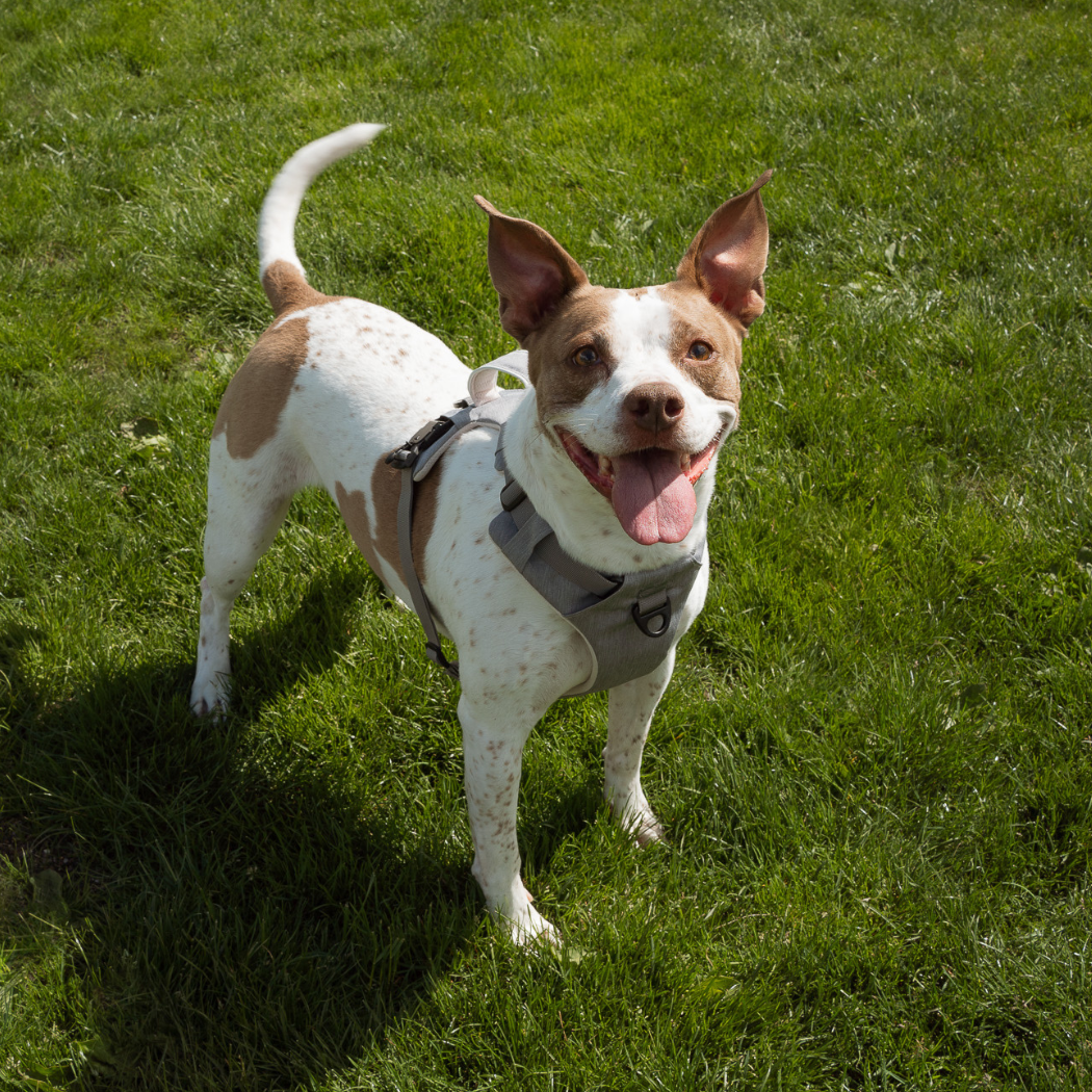 Magnetic No-Pull Dog Harness