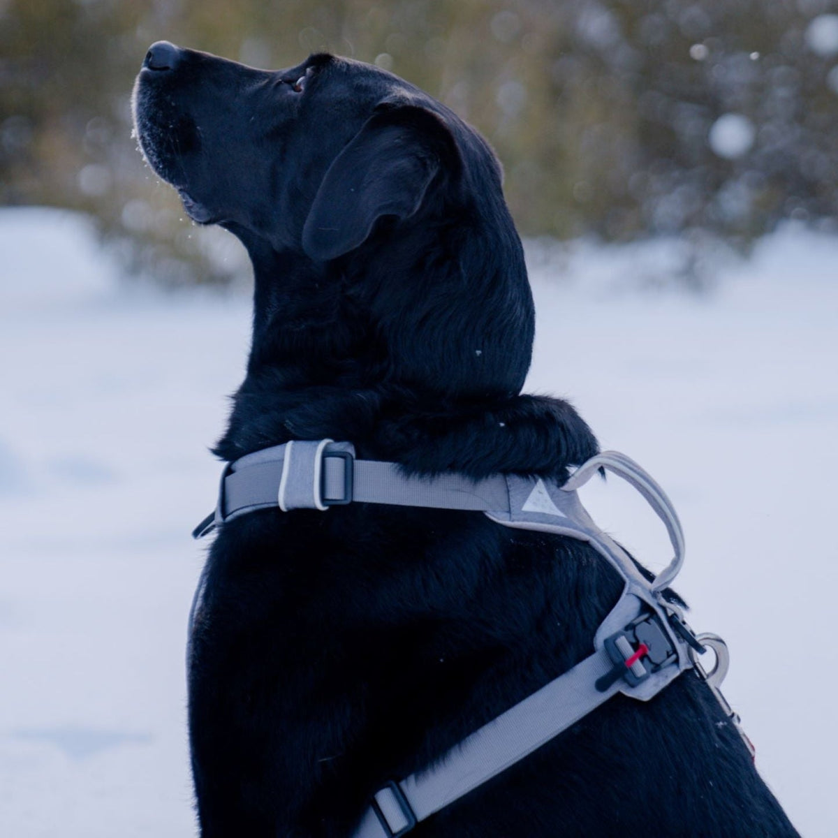 Magnetic No-Pull Dog Harness