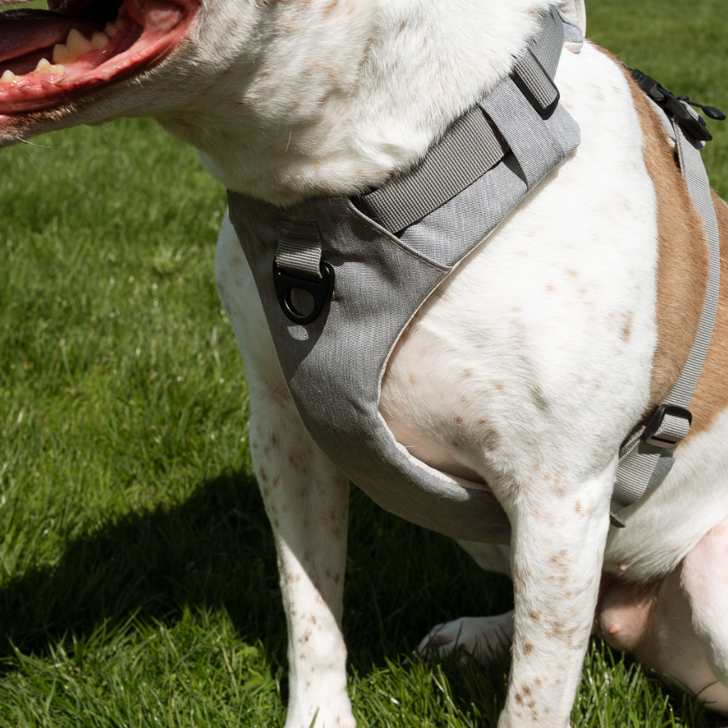 Magnetic No-Pull Dog Harness