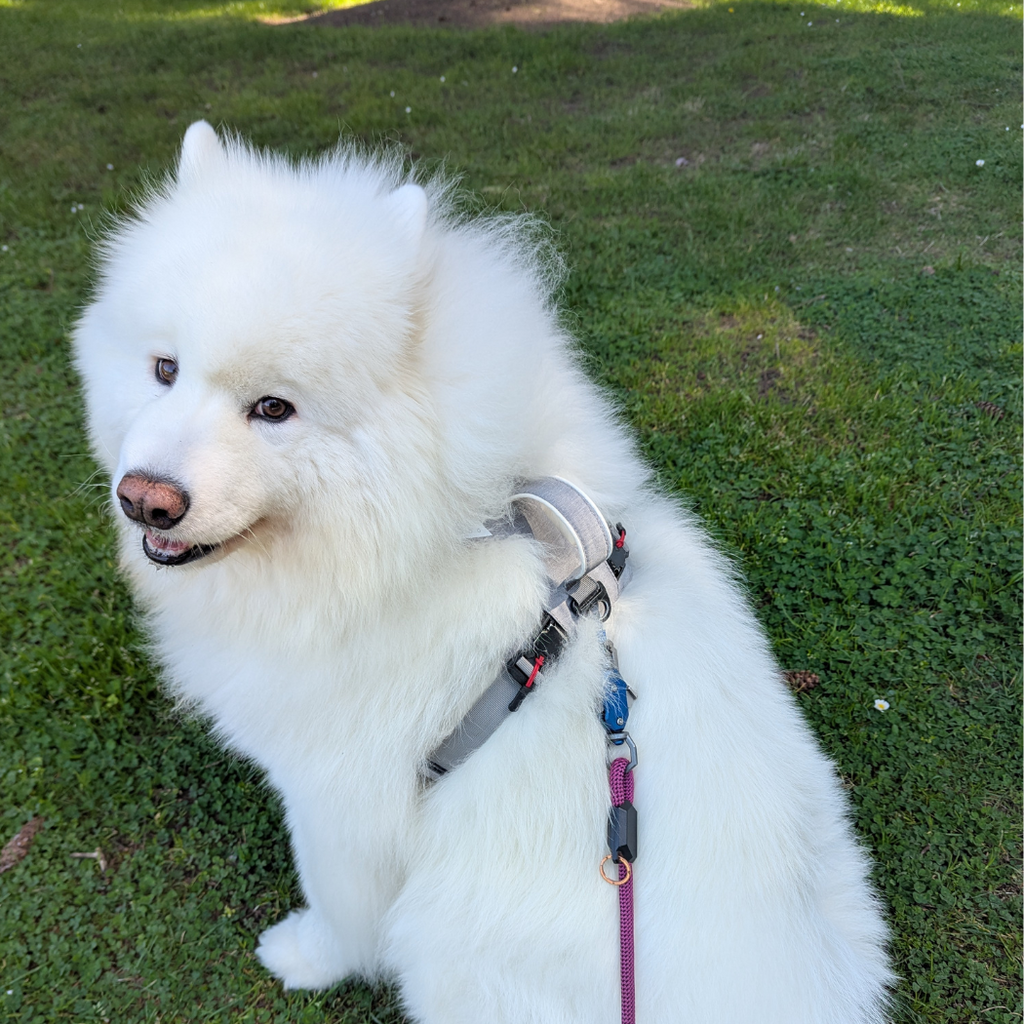 Magnetic No-Pull Dog Harness