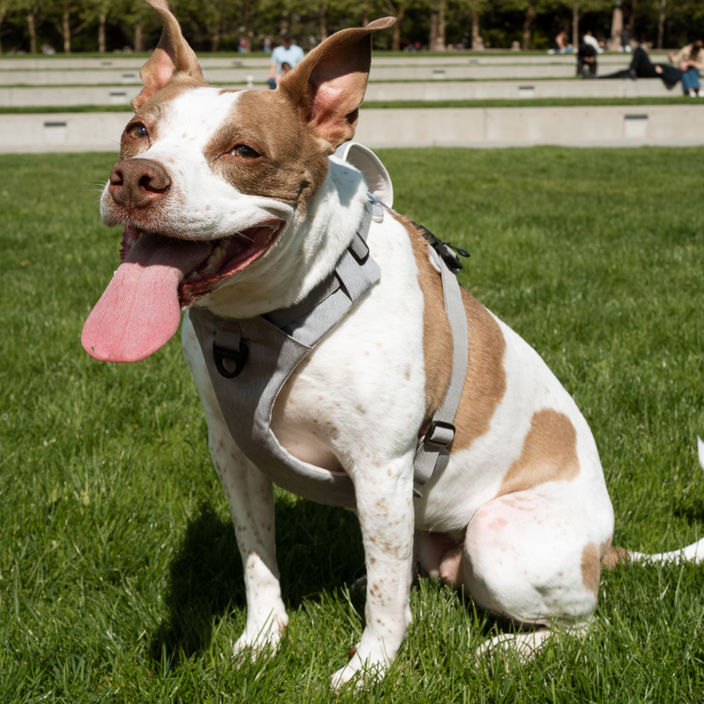 Magnetic No-Pull Dog Harness