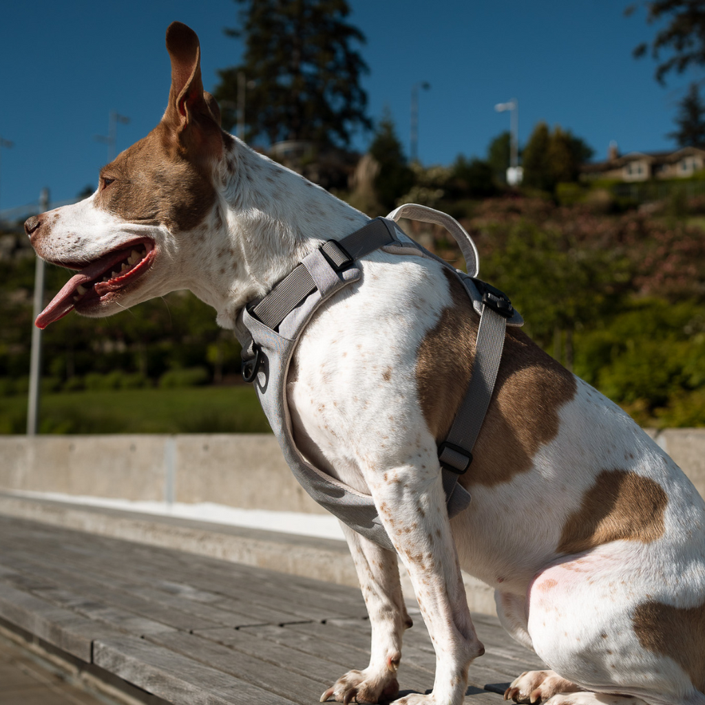 Magnetic No-Pull Dog Harness