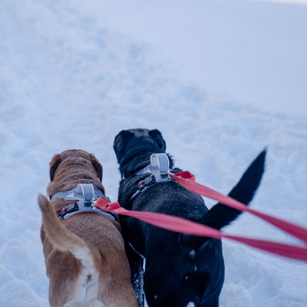 Magnetic No-Pull Dog Harness