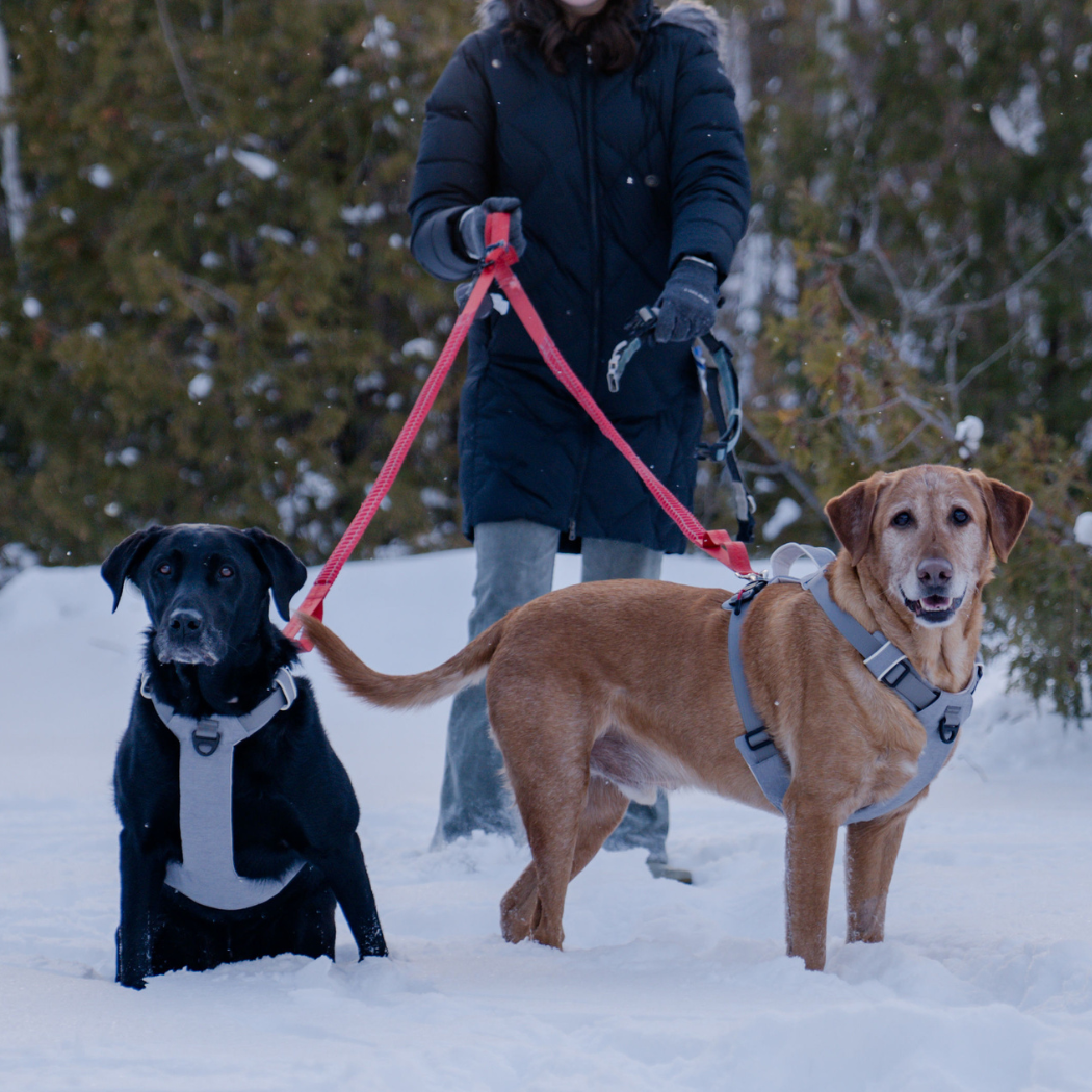 Magnetic No-Pull Dog Harness